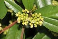 California coffeeberry California buckthorn, Frangula californica