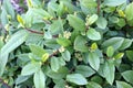 California coffeeberry California buckthorn, Frangula californica