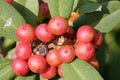 California coffeeberry California buckthorn, Frangula californica