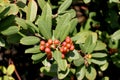 California coffeeberry California buckthorn, Frangula californica