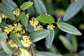 California coffeeberry California buckthorn, Frangula californica