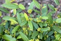 California coffeeberry California buckthorn, Frangula californica Royalty Free Stock Photo