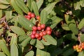 California coffeeberry California buckthorn, Frangula californica