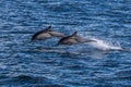 Swimming creatures flying over the water surface Royalty Free Stock Photo