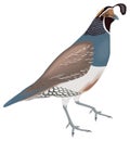 california common quail bird vector illustration transparent background