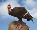 California condor Royalty Free Stock Photo