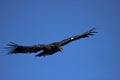 California condor