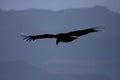 California Condor Royalty Free Stock Photo