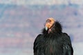 California Condor Royalty Free Stock Photo