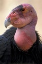 California Condor Royalty Free Stock Photo