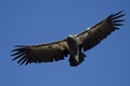California condor Royalty Free Stock Photo