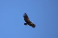 California condor chick 1K practices flying skills under a blue sky