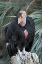 California condor close up