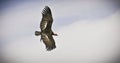 California Condor Flying High Above Royalty Free Stock Photo