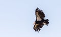 California Condor