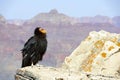 California Condor at Grand Canyon National Park Royalty Free Stock Photo