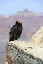 California Condor at Grand Canyon National Park Royalty Free Stock Photo