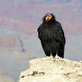 California Condor at Grand Canyon National Park Royalty Free Stock Photo