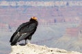 California Condor at Grand Canyon National Park Royalty Free Stock Photo