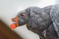 California condor, Gymnogyps californianus. Close up