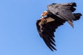 California condor (Gymnogyps californianus) Royalty Free Stock Photo