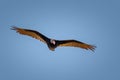 California Condor Gymnogyps californianus, flying over the Grand Canyon of the Colorado, Arizona