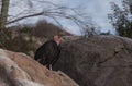 California condor, Gymnogyps californianus