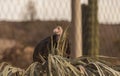 California condor, Gymnogyps californianus