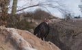 California condor, Gymnogyps californianus