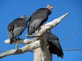 California Condors