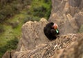 California Condor Pauses to Groom Itself On The Rocks of Pinnacles