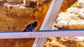 California Condor resting on a steel cross beam of the Navajo Bridge over the Colorado River at Marble Canyon Royalty Free Stock Photo