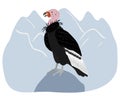 California condor sitting on a blue mountain landscape. Animals of North America.