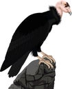 California condor vector isolated