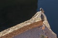 California Condors On A Ledge Overlooking Colorado River Royalty Free Stock Photo