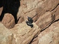 California Condors in Marble Canyon