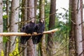 California Condors Royalty Free Stock Photo