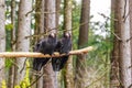 California Condors Royalty Free Stock Photo