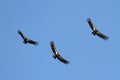 California Condors & x28;Gymnogyps californianus& x29;