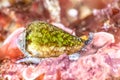 California cone snail Royalty Free Stock Photo