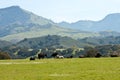 California cows enjoying the majestic view