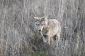 California Coyote Hunting In Wetland In Northern California Royalty Free Stock Photo