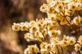 California cudweed dry wildflowers, California Royalty Free Stock Photo