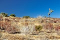 California desert landscape with plant life in Littlerock