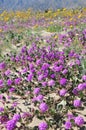 California Desert Wildflowers - Superbloom - Purple Desert Verbena and Yellow Sunflowers