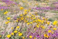 California Desert Wildflowers - Superbloom - Purple Desert Verbena and Yellow Sunflowers