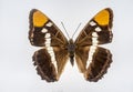 California Dogface Butterfly Royalty Free Stock Photo