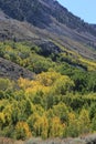 California Eastern Sierra - Fall Colors.