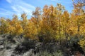 California Eastern Sierra - Fall Colors.