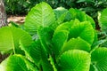 California elephant ear plant Alocasia gagaena - Pembroke Pines, Florida, USA